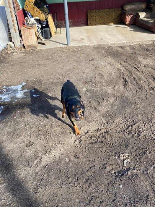 Прадам Доберман мальчик