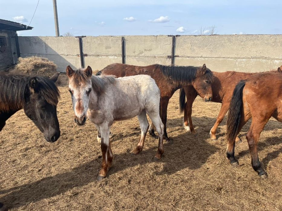 Продам жабагы 6 голов