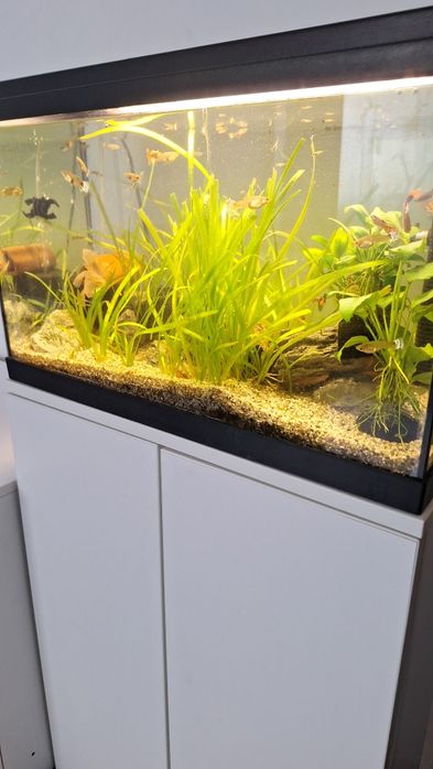 Acvariu cu stand , 60 litrii , cu pești guppy