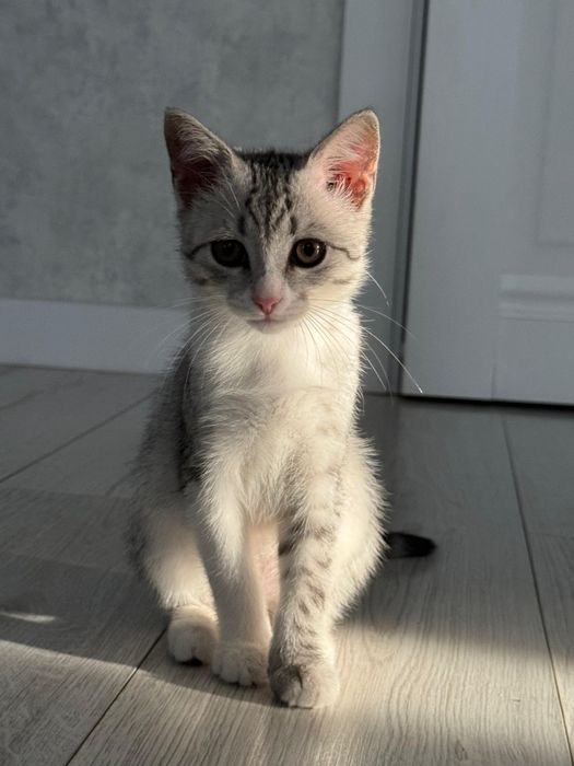 Красивая кошечка