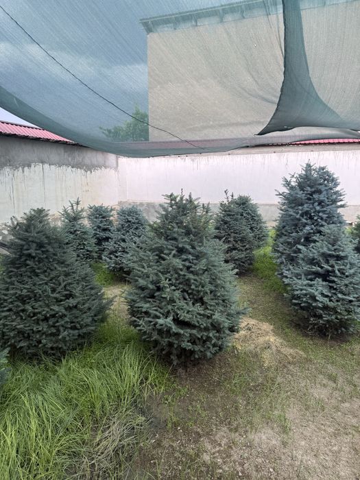 Голубая ель , сосновая елка , росла в ташкенте