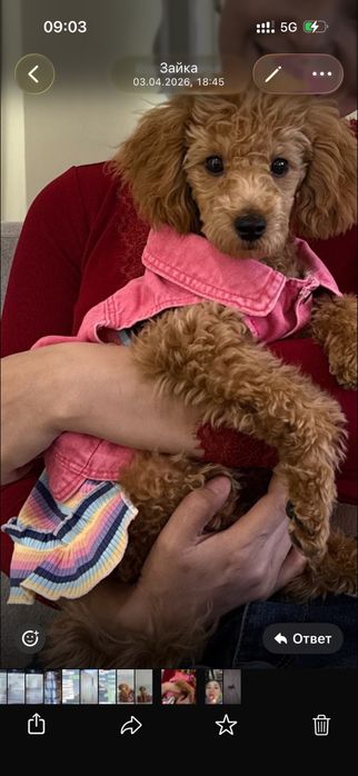 Той пудель продам девочку с документами