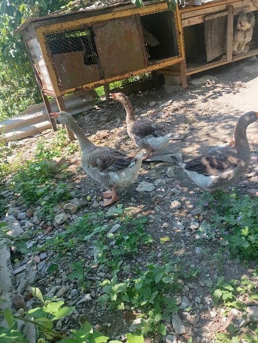 Vînd Găini pui Găină si Gîste