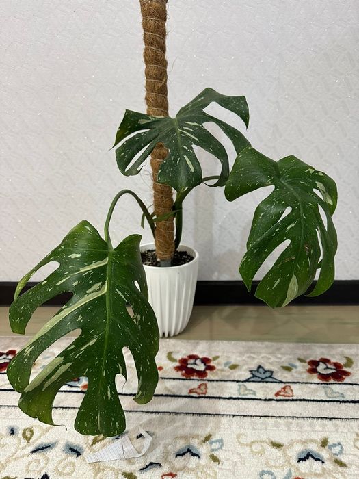 Монстера тайское созвездие комнатный цветок