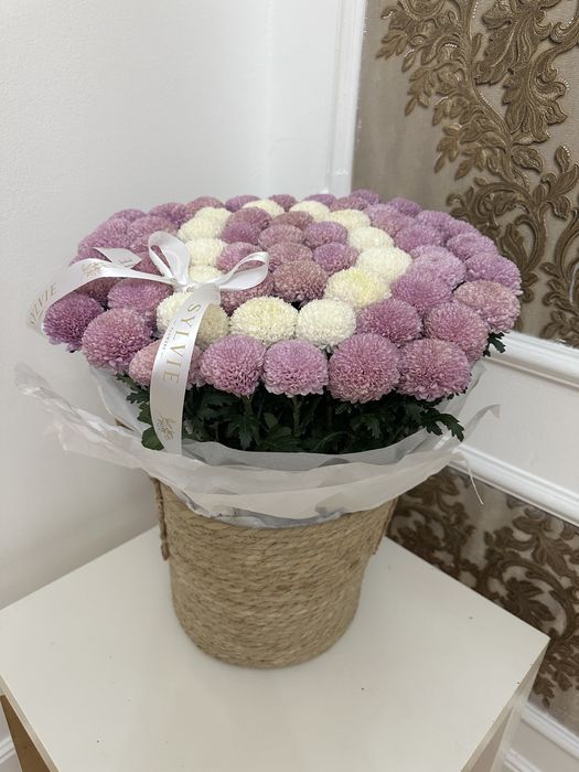 Цветы - хризантемы помпонные