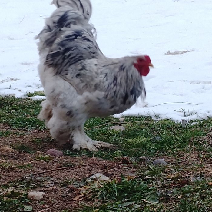 Обменяю куры брама