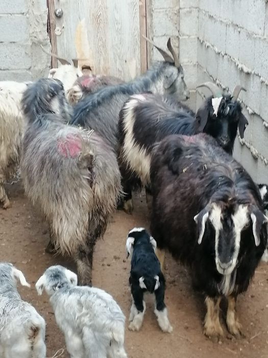 Лакты ешкилер сатылады