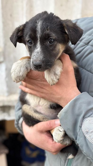 Щенок для дома  в хорошие руки