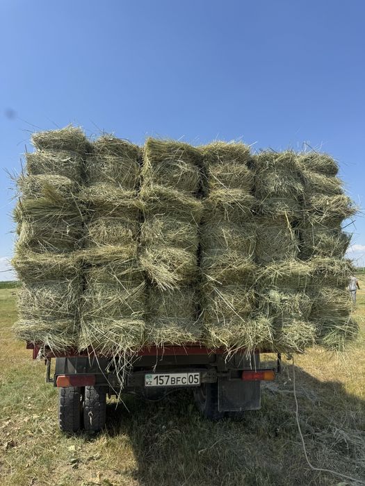 Разнотравье клевер