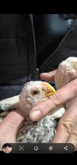 Xon azill parrot индийски азил