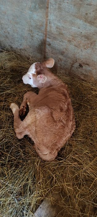 Продам телёнка бычек