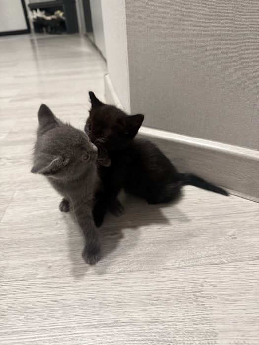 Отдам котят в добрые руки