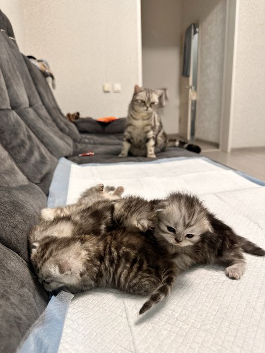 Шотландские котята