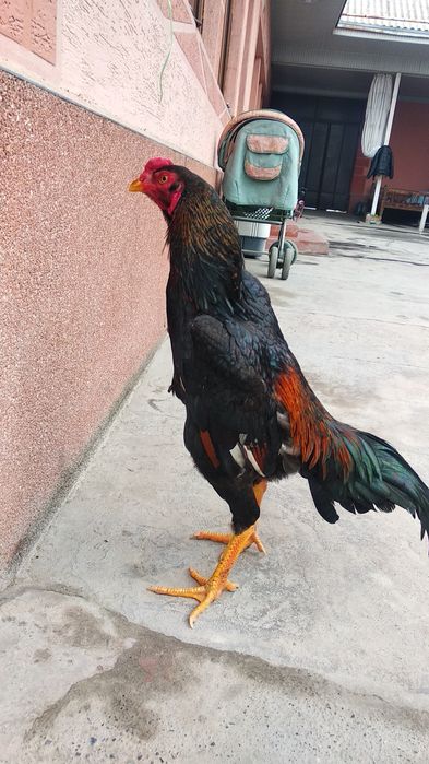 Dakang kechki jo'ja xo'roz