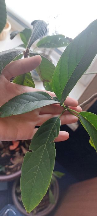 Дерево авокадо 3 года