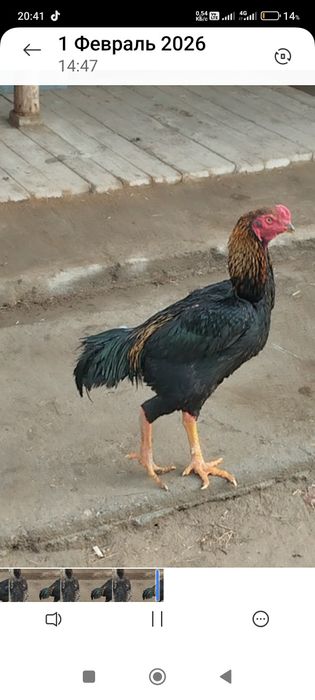 Сатлады срочнаа.