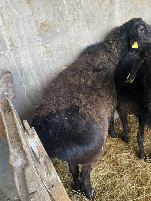 Кошкар сатылады