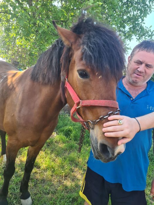 Vând Iapa tanara 6 ani