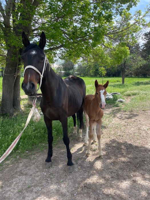 Құлынды бие………………..