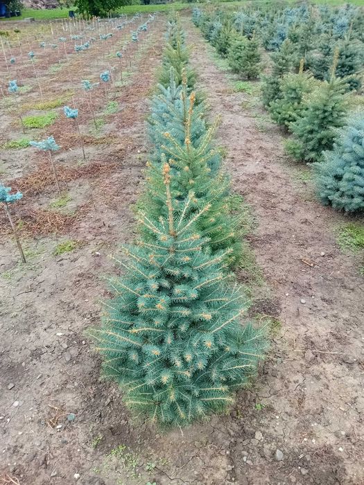 Plante ornamentale  picea pungenus glauca molid argintiu