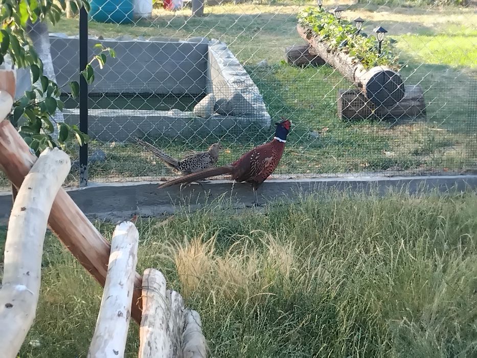 Vând fazani 2 femele și un mascul