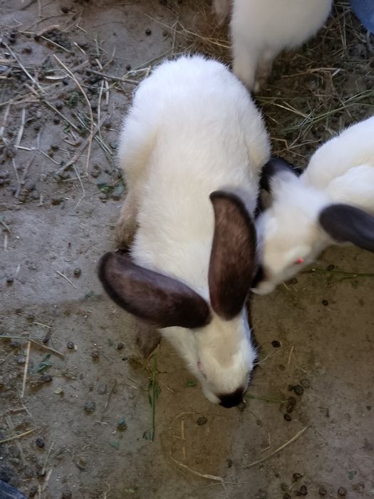 Kaliforniya quyon sotiladi