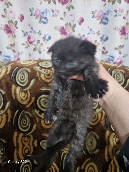 Продаю вислоухих котят. Девочки