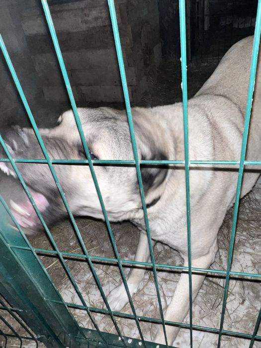 Продам щенков кангала