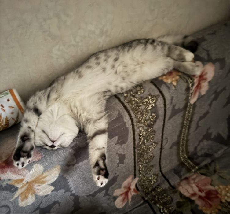 Кошка шотландский прямоухий