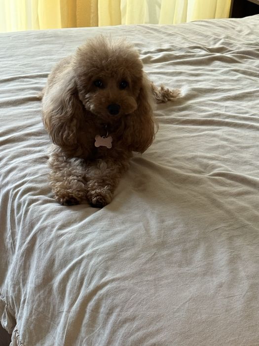 Той пудел, мини пудел