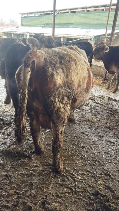 Корова, КРС, телки