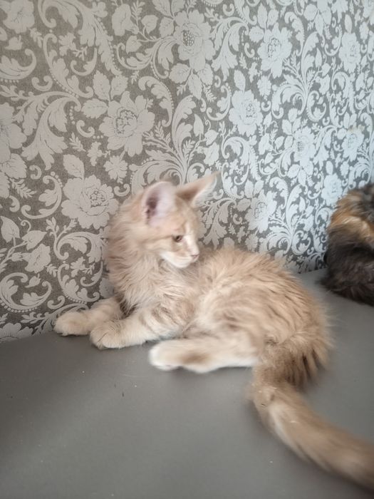 Котята Мейн Куны