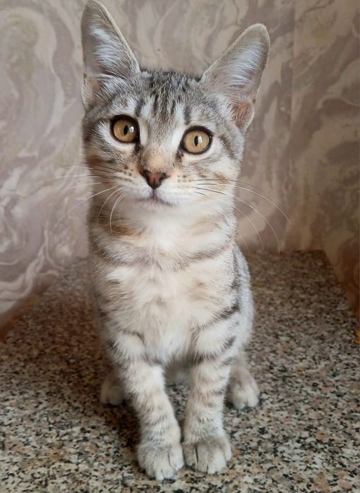Котенок тигренок Мася в добрые руки!