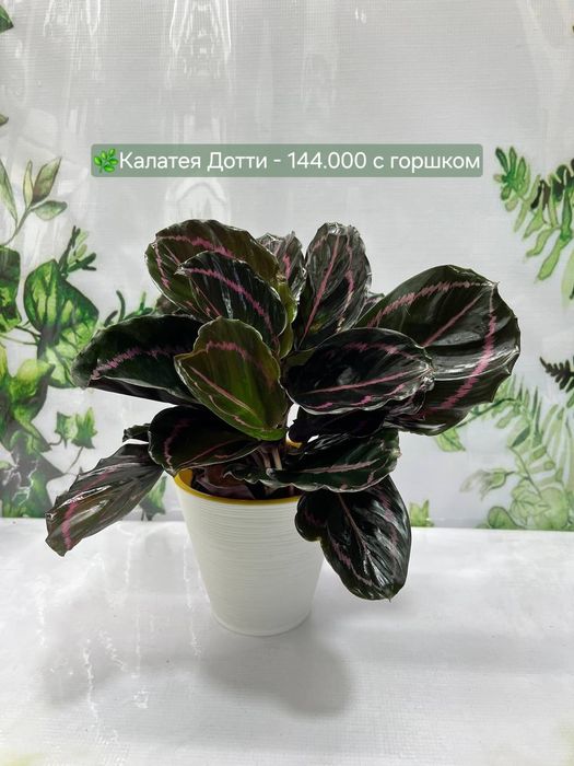 Алоказия  Локо и Алоказия Мандалай, Алоказия Бамбино