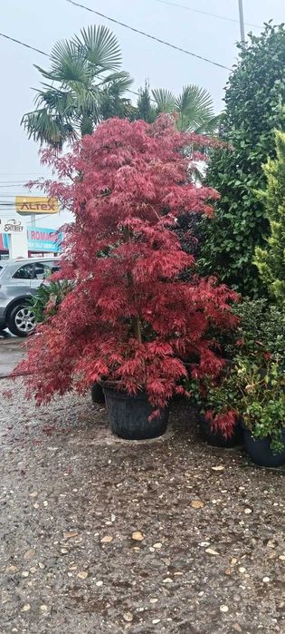 Arbori Ornamentali Premium – Gama Variata pe Stoc