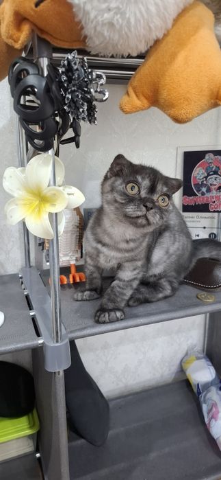 Шотландский скоттиш фолд мальчик