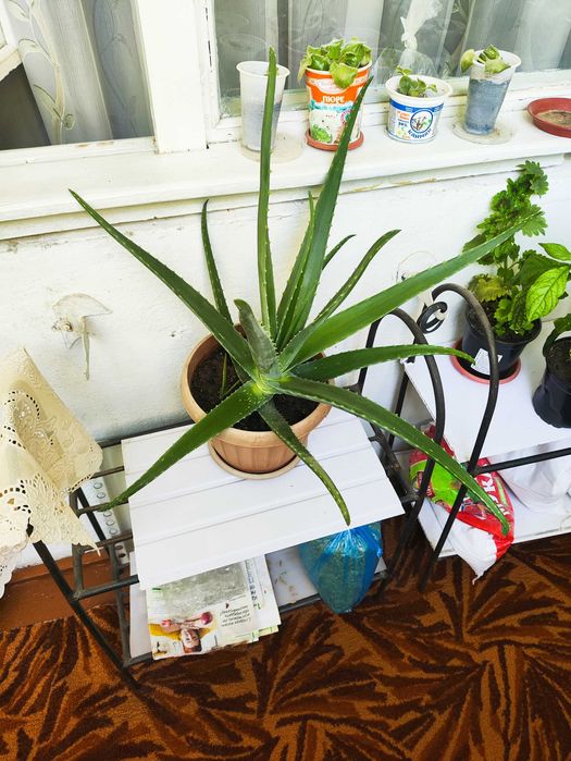 Продам цвет Алое