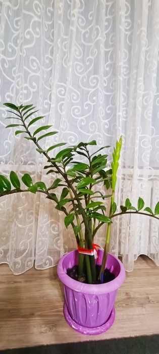 Комнатные ратения