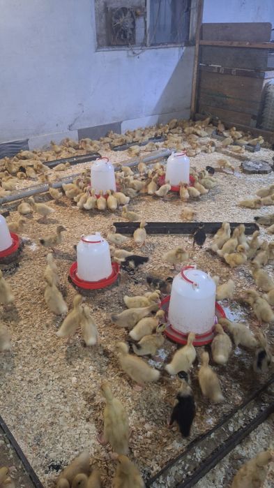 Гуси губернатор 4 дневный