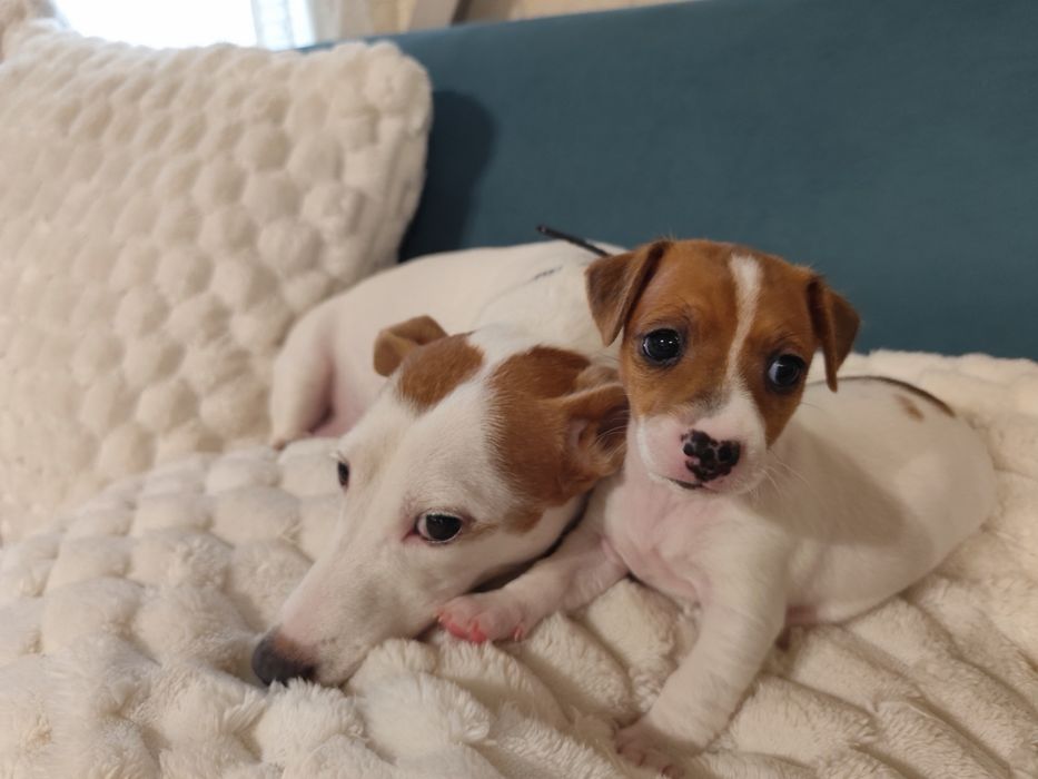 Джак Ръсел Женско