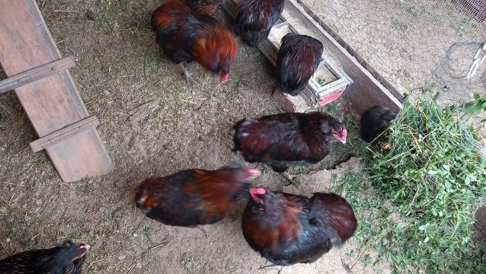 Cocoși Araucana  de vanzare