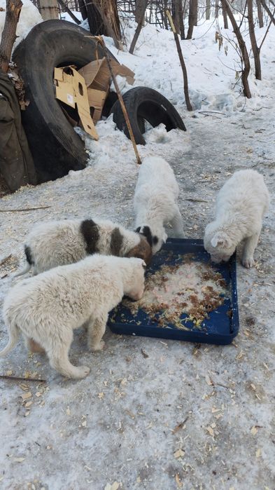 Щенки нуждаются в доме
