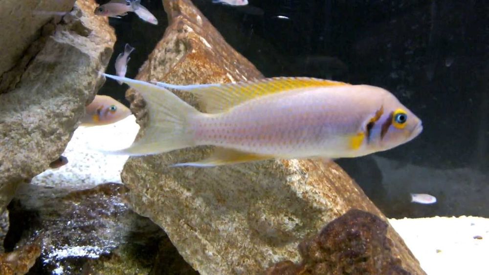 Продам малька Неолампрологус пульхер Даффодил.