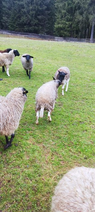 3 oi+ 1 berbec Dorper