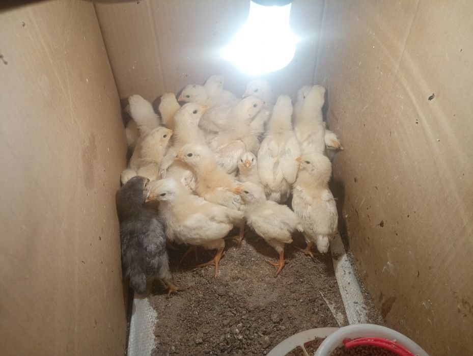 Адлер балап сатылады