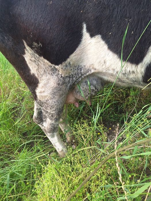 Vând vacă metis holstein cu bălțată