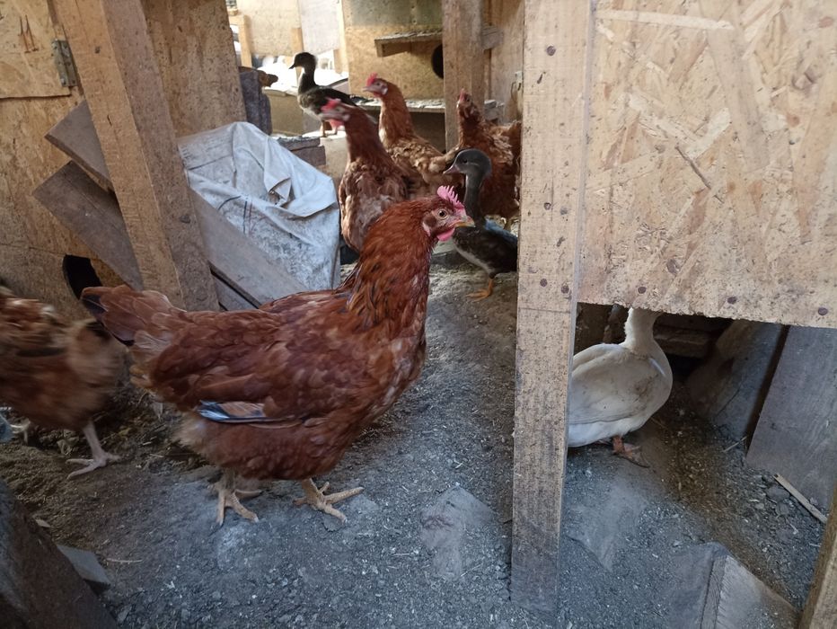 Vînd găinușe Pitice la 45  lei bucata .