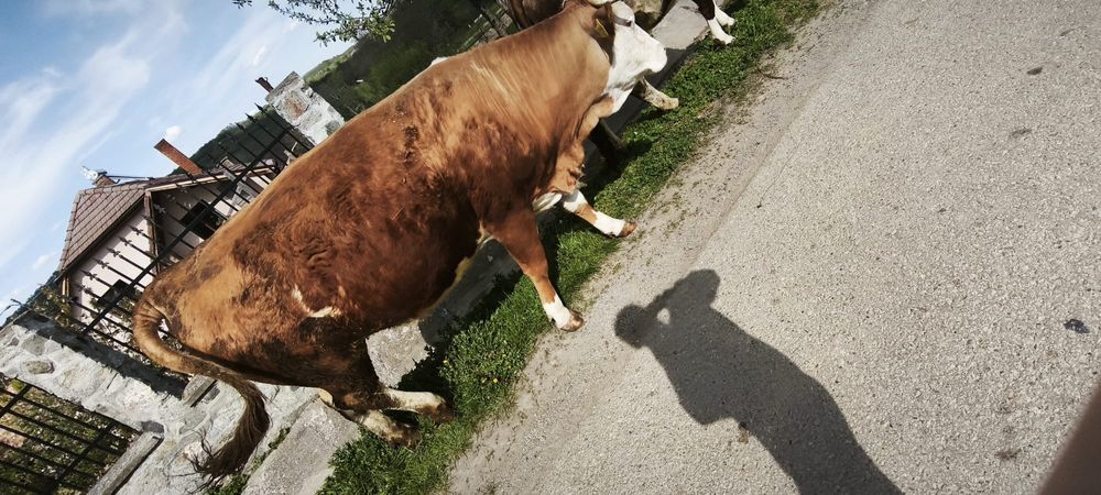 Vând junincă la prima fatare