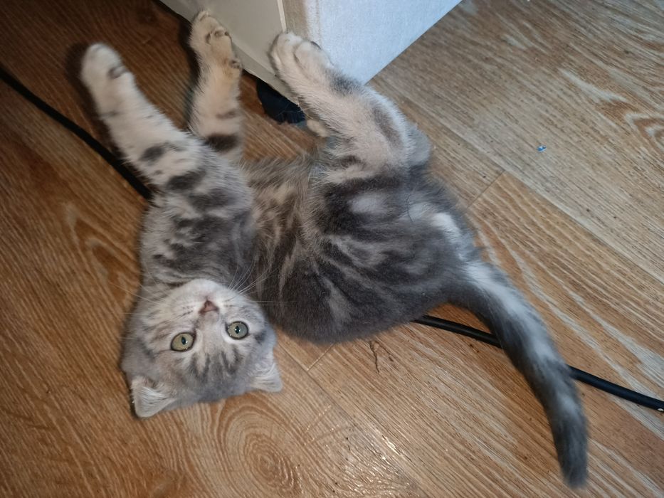 Продам вислоухого котёнка