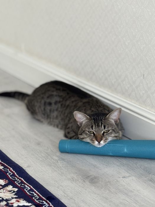 Кошка, мальчик